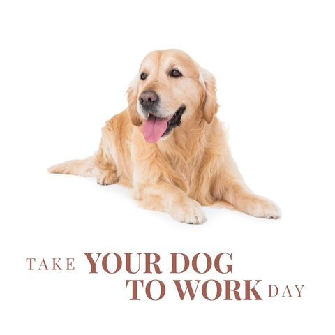smiling golden retriever promoting take your dog to work day - Download Free Stock Templates Pikwizard.com