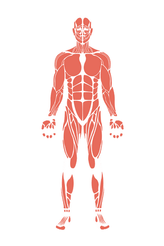 transparent human muscle diagram on png format for educational use - Download Free Stock Videos Pikwizard.com