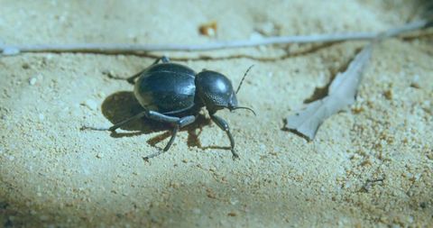 Metallic beetle on forest floor with pebbles and organic debris