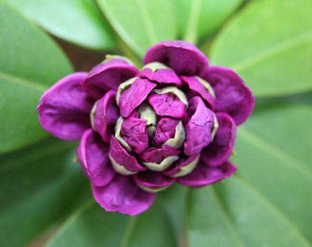 Close-up shot of a purple rhododendron flower bud surrounded by green leaves. The intricate petal details and vibrant colors make it ideal for botanical studies, gardening blogs, nature photography, or as a decor print for natural-themed spaces.