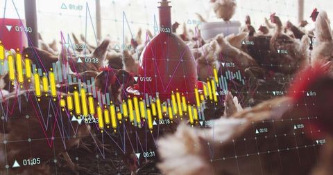 Hens in barn coupled with digital analytics overlay