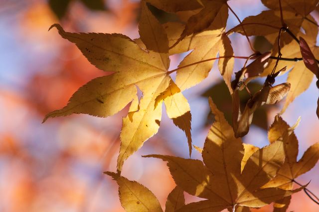 Close-Up of Golden Autumn Leaves in Sunlight - Download Free Stock Photos Pikwizard.com