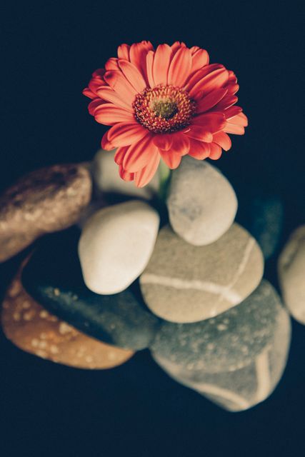 A vibrant red gerbera daisy is positioned on top of a balanced stack of smooth, multicolored stones. The dark background highlights the flower and stones, creating a contrast that emphasizes the natural beauty and peacefulness of the scene. Perfect for use in spa or wellness branding, relaxation and meditation promotion, and nature or gardening themed applications.