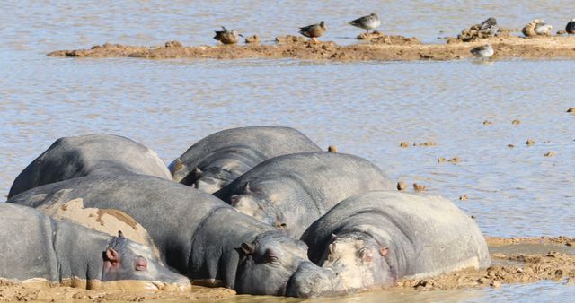 Group of Hippopotamuses Relaxing in Waterhole - Download Free Stock Images Pikwizard.com