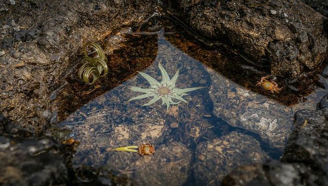 Pale star anemone occupying volcanic tide pool with curled kelp, orange crab, rocky intertidal
