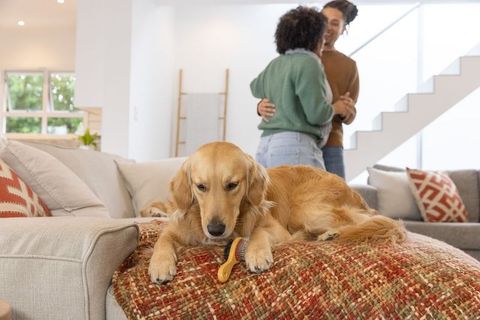 Golden retriever relaxing on woven throw while couple embracing in modern living room