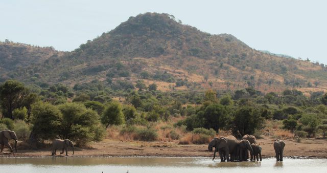 Group of elephants gathered at a waterhole in the African savanna with hills and lush vegetation in the background. Ideal for wildlife conservation themes, African safari promotions, nature documentaries, and educational materials.