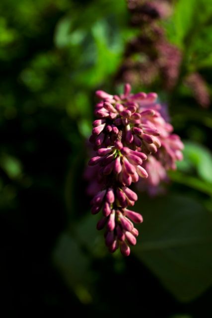 Lilac Buds in Bloom with Rich Green Foliage - Download Free Stock Photos Pikwizard.com