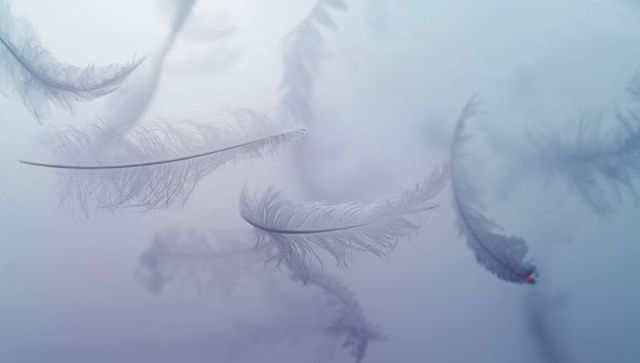 Drifting pale feathers in soft cool gradient with delicate barbs and warm highlight