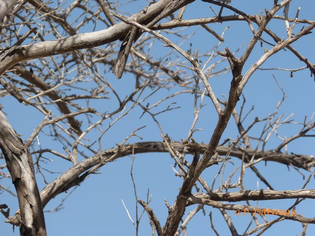 Close-up view of bare tree branches with a clear blue sky in the background. Ideal for nature-centric content or conveying dryness and arid environments. Perfect for use in environmental awareness materials, educational resources on ecosystems, or decorative purposes in natural themes.