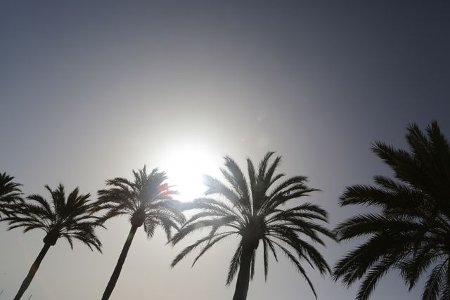 Palm trees casting silhouettes against a clear evening sky, with the sun setting in the background. Ideal for use in travel blogs, vacation advertisements, tropical resort promotions, or relaxing wallpapers. Perfect to highlight serene and tranquil tropical environments.