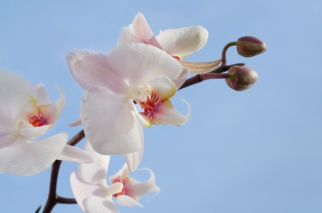 Delicate white orchid flowers and buds against a clear blue sky, showcasing natural elegance and beauty. Ideal for nature-themed decorations, botanical prints, or calming background designs. Perfect for promoting gardening activities, floristry, or wellness and relaxation concepts.