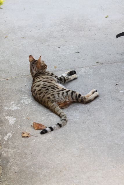 Bengal cat lying on a concrete surface outdoors with a relaxed posture. Spotted fur pattern is visible. Can be used for topics related to pets, feline behavior, animal relaxation, and outdoor pet activities.