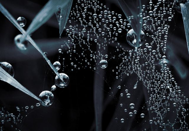 Photo features a close-up view of dandelion seeds adorned with dew drops, capturing an abstract and serene natural scene. This image is ideal for use in projects related to nature, relaxation, Zen, and tranquility. Perfect for backgrounds, wallpapers, and educational material about plant biology and water properties.