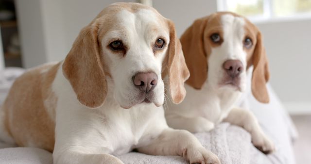 Shows two Beagle dogs relaxing on a comfortable couch indoors. Ideal for use in pet advertisements, articles about dog care and companionship, or promotions for household products for pet owners.
