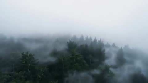 Drone footage capturing fog revealing evergreen canopy on misty conifer hillside