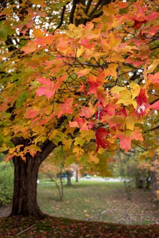 Vibrant autumn maple leaves creating colorful canopy