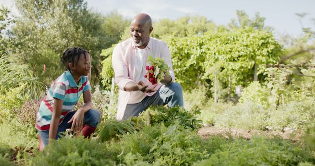 Happy senior african american grandfather and grandson picking vegetables in sunny vegetable garden. Organic food, gardening, family, togetherness and healthy lifestyle, unaltered.