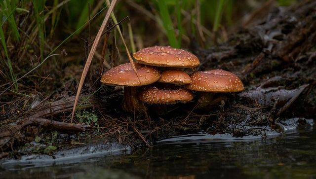 Autumn mushrooms cluster on wet woodland shore with water droplets and moody reflections