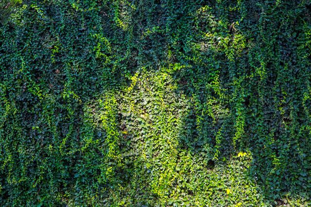 Sunlight creates bright patterns on lush green ivy wall, suitable for backgrounds, nature themes, gardening blogs, eco-friendly projects, wallpaper designs, or environmental campaigns.