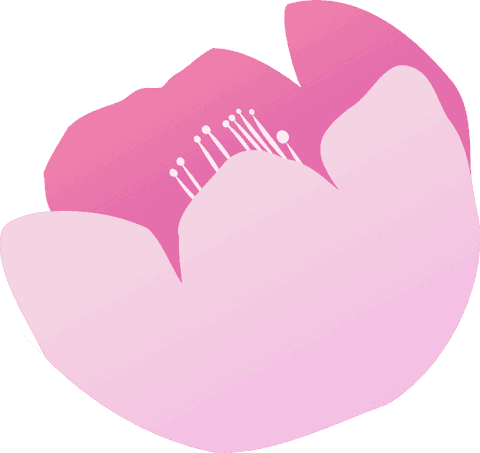 Transparent Stylized Pink Blossom with White Stamen Illustration - Download Free Stock Videos Pikwizard.com