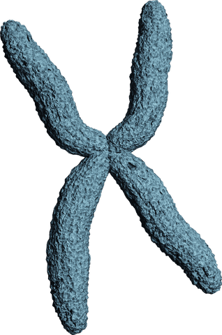 3d transparent chromosome model for medical and genetic illustration - Download Free Stock Videos Pikwizard.com