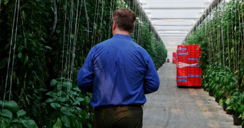 Businessman Overseeing Greenhouse Inspection for Quality Control