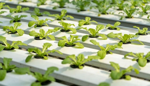 Hydroponic lettuce seedlings growing in orderly greenhouse channels for sustainable farming