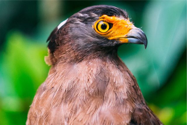 Portrait image showcasing a brown eagle with striking yellow eyes. Ideal for nature, wildlife, and ornithology publications, educational materials, and conservation awareness campaigns.