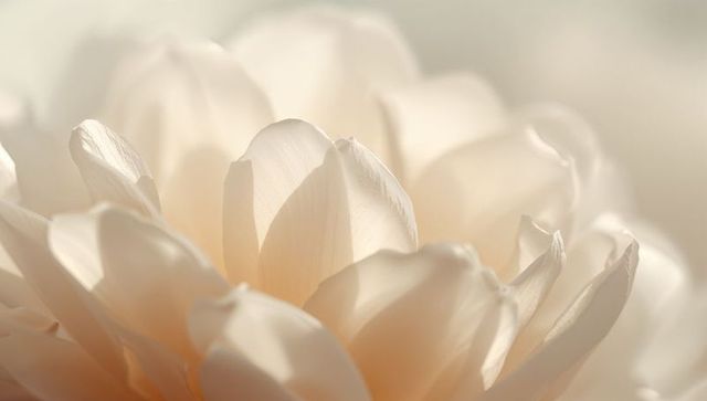 Cream Peach Bloom Revealing Translucent Veined Petals in Soft Bokeh Macro, Floral Texture