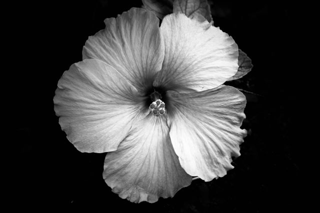 Black and white close-up of hibiscus flower bloom highlighting intricate petal texture and central stamen. Suitable for botanical studies, art projects, print media, or minimalist decor themes. Can enhance content on floral beauty, nature's simplicity, and ecological resources.