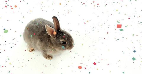 Adorable gray rabbit grooming fur surrounded by colorful confetti for festive design