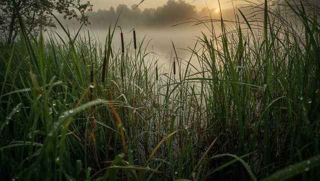 Glistening reeds and cattails reflecting dew at misty sunrise pond shoreline