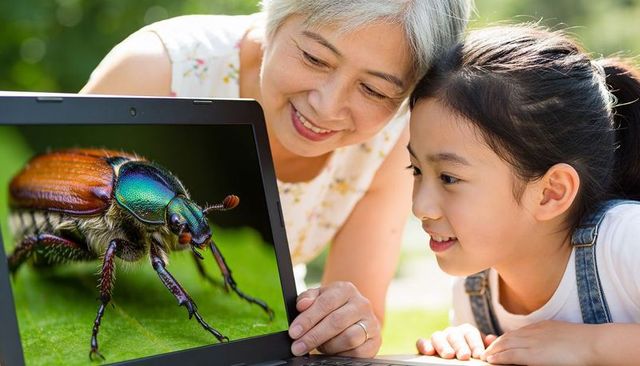 Grandmother and granddaughter exploring iridescent beetle on laptop outdoors in garden