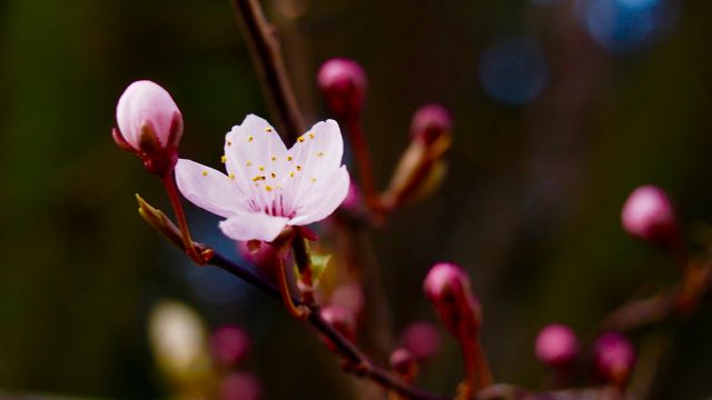 Close-up of Cherry Blossom with Buds in Springtime - Download Free Stock Photos Pikwizard.com