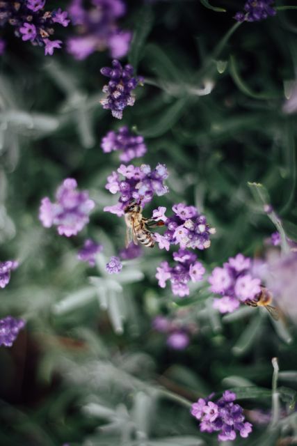 Bee pollinating purple lavender flowers in bloom. Great for use in gardening blogs, nature studies, environmental themes, biodiversity projects, spring and floral promotions. Highlights the beauty of nature and the important role bees play in pollination.