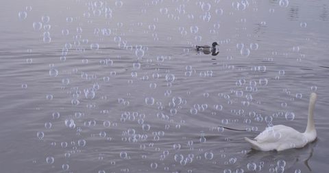 Magical Lake Scene with Bubbles, Ducks and Swan in Tranquil Setting - Download Free Stock Images Pikwizard.com