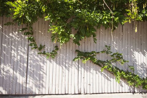 Bright Sunlit Wooden Fence Embraced by Green Foliage