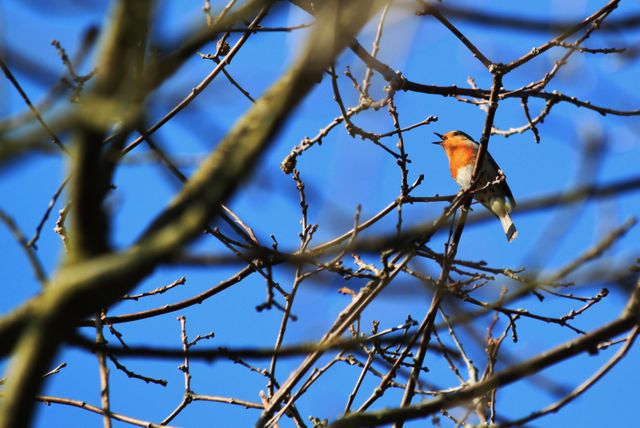 Singing Robin Perched on Bare Tree Branch Against Blue Sky - Download Free Stock Photos Pikwizard.com