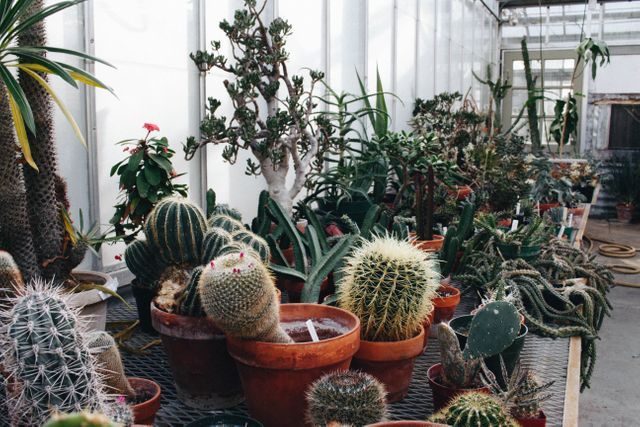 Various types of cactus plants in different pots arranged on a metal surface inside a greenhouse. Greenery and sunlight enhance the environment. Useful for gardening, horticulture, plant care, and botanical themes.