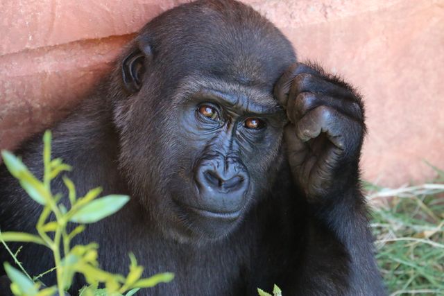 Thoughtful Gorilla Sitting Near Foliage with Hand on Head - Download Free Stock Photos Pikwizard.com