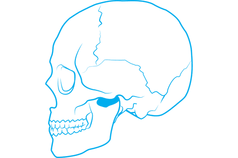 transparent blue outline skull illustration lateral view - Download Free Stock Videos Pikwizard.com