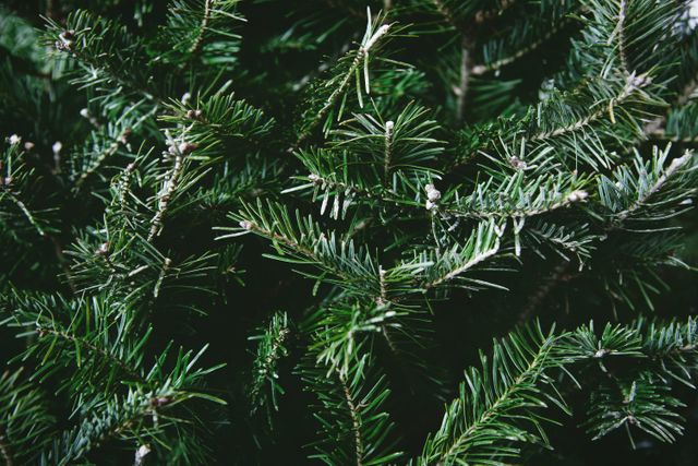 Close-Up of Evergreen Fir Tree Branches In Detail - Download Free Stock Photos Pikwizard.com