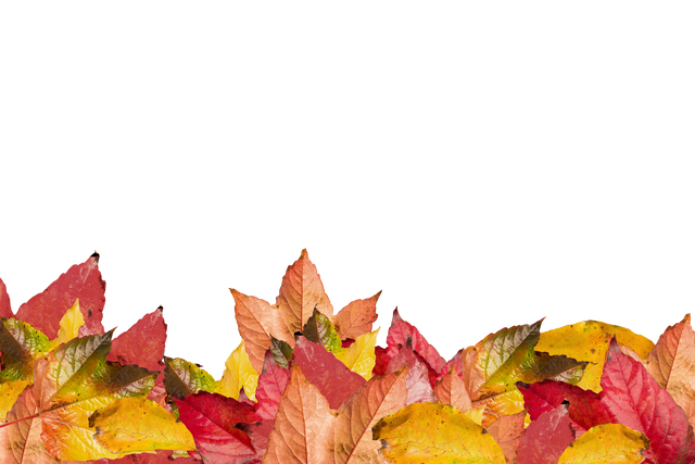 Colorful Autumn Leaves Arranged on Transparent Background for Design Use - Download Free Stock Videos Pikwizard.com