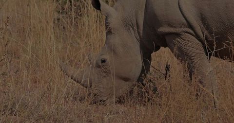 Grazing adult white rhinoceros displaying coarse hide and prominent horn in sunlit grassland