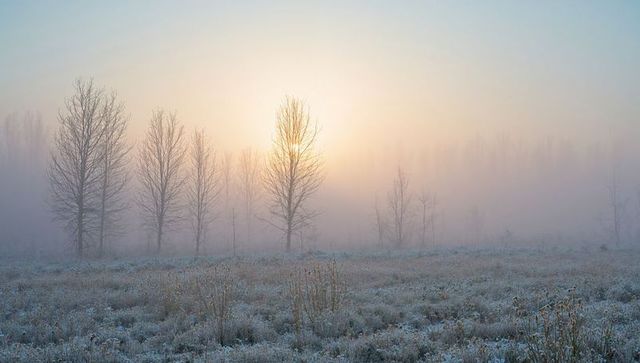 Frosty misty meadow at dawn with backlit leafless trees and sun halo