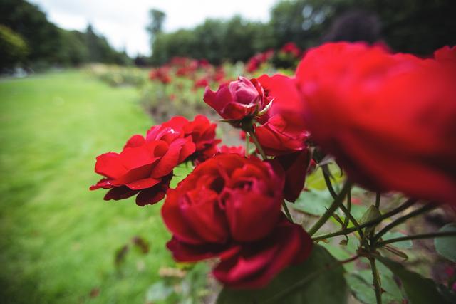 This vibrant image of red roses in full bloom adds a romantic and natural touch to any project. Perfect for use in gardening blogs, floral arrangements catalogs, nature magazines, or romantic greeting cards. The lush green background and vivid colors make it suitable for desktop wallpapers and website backgrounds, creating an appealing visual experience.
