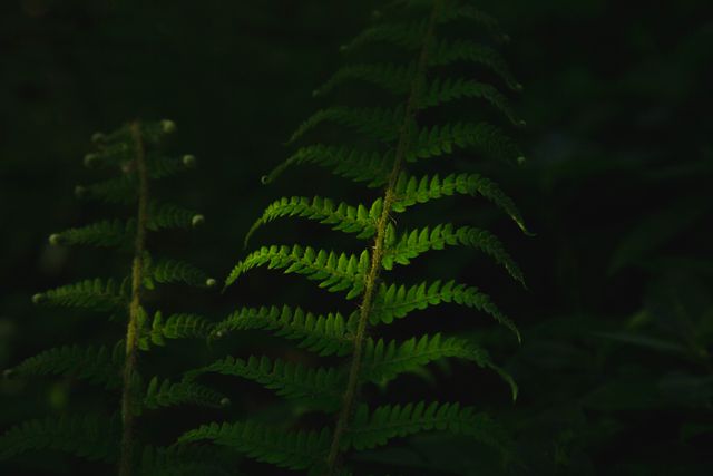 Close-Up of Fern Leaves in Low Light - Download Free Stock Photos Pikwizard.com