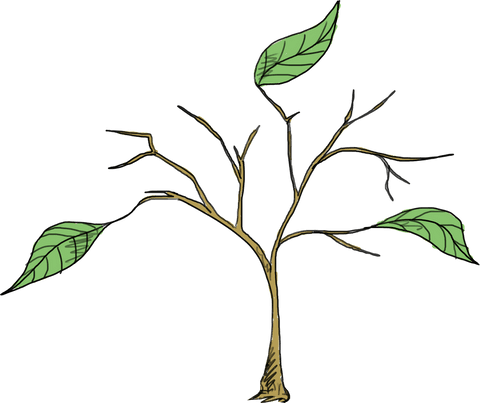 transparent plant leaves on branch illustration for nature designs - Download Free Stock Videos Pikwizard.com