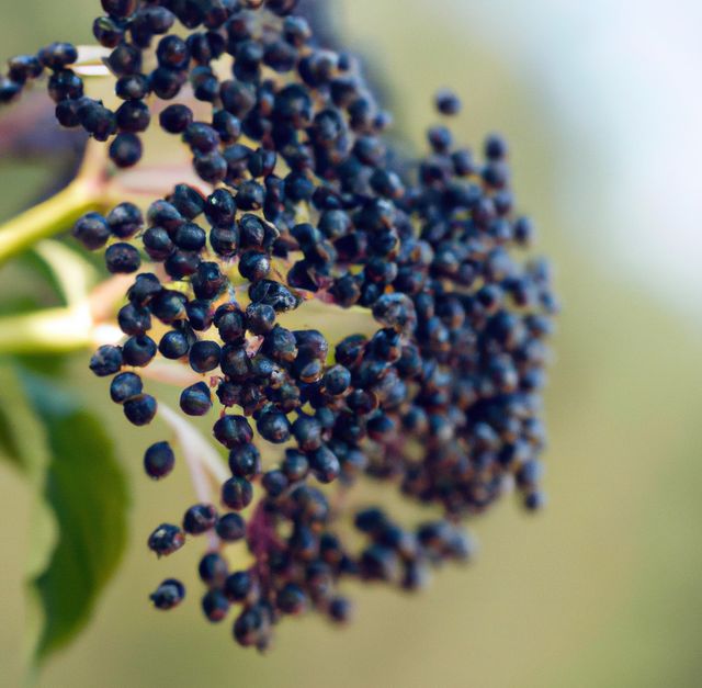 Image of close up of fresh black elderberries growing on tree. Plants, colour and nature concept.